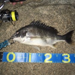 淀川ブリームゲーム 長雨ののちのキビレ