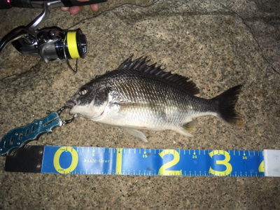 淀川ブリームゲーム 長雨ののちのキビレ