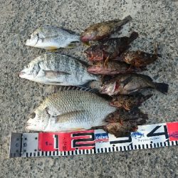 色んな魚種が釣れました❗