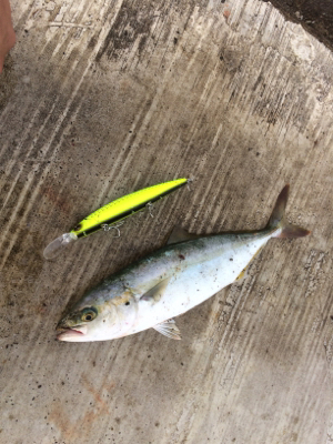 HEY!ツバスくん!