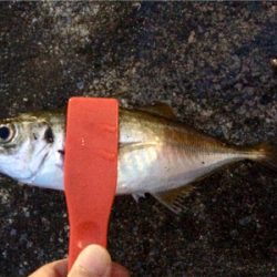 回遊開始のお知らせです