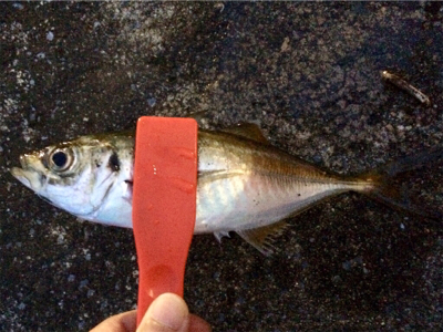 回遊開始のお知らせです