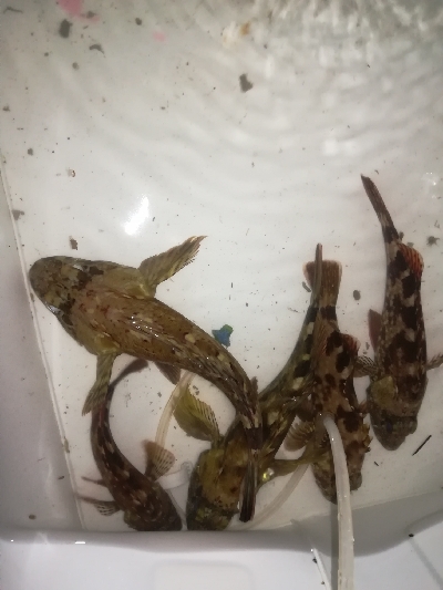 良型連発ロックフィッシュ