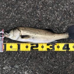 アタリは、頻繁‼︎