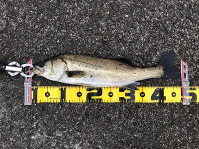 アタリは、頻繁‼︎