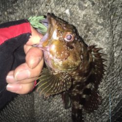 佐々木さん！ガシラ居てますよー