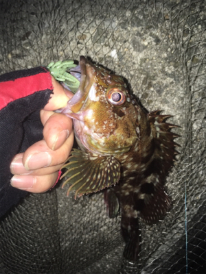 佐々木さん！ガシラ居てますよー