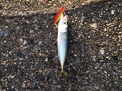 ジグで小鯖