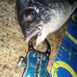 淀川ブリームゲーム 高活性の兆し