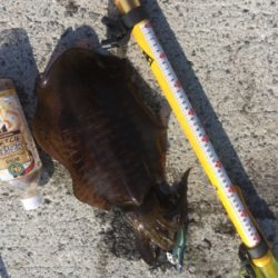 朝まづめリベンジ！