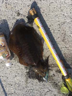 朝まづめリベンジ！