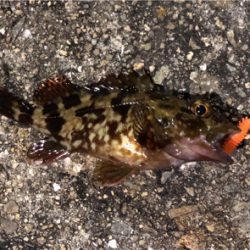 結局ガシリング