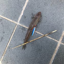 大きいサイズは周っていない⁉︎