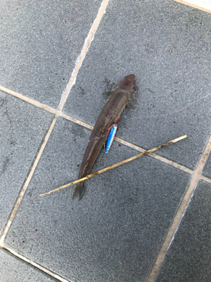 大きいサイズは周っていない⁉︎