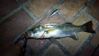 朝マヅメにて。