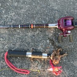 今年のタコはいつまでもたっても新子サイズしかつれてません❗何で？