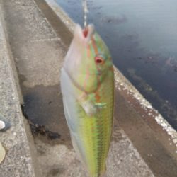 キスが釣れました