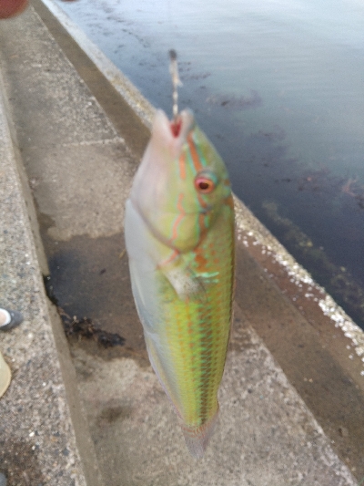 キスが釣れました