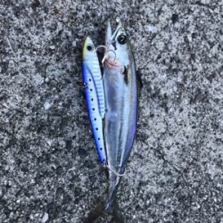 ツバス！タモの出番が無かった