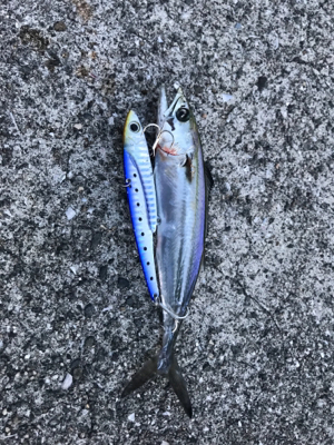 ツバス！タモの出番が無かった