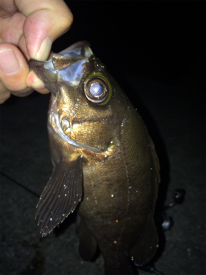 メバリングナイトゲーム☆GUNNING-STYLE