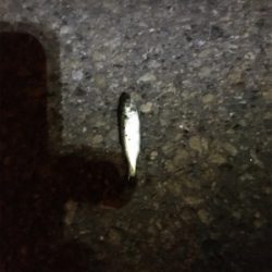 蚊とゴミとの闘い。