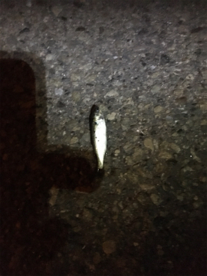 蚊とゴミとの闘い。