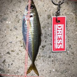 久しぶりのアジ