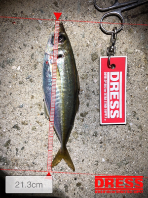 久しぶりのアジ