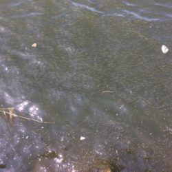 タコってきました