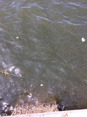 タコってきました