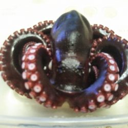 今年はまだ渋〜いタコ！