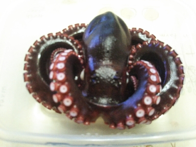 今年はまだ渋〜いタコ！