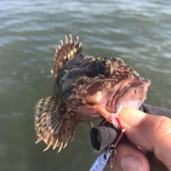 久々シーバス〜ライトロックフィッシュ