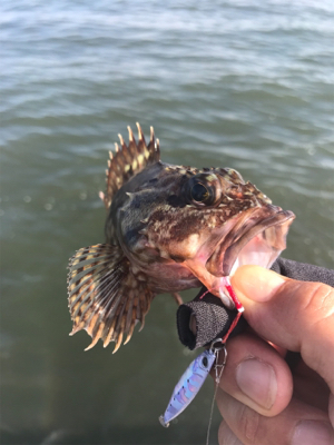 久々シーバス〜ライトロックフィッシュ