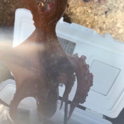 タコも、、調子上がらず、、、