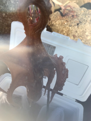 タコも、、調子上がらず、、、