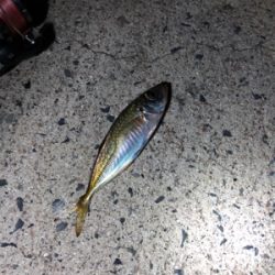 ナイトアジング