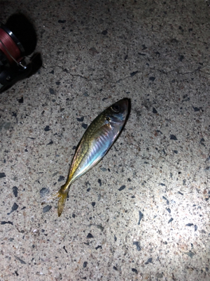 ナイトアジング