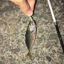 ナイトアジング