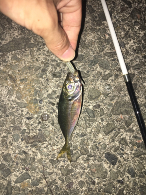 ナイトアジング