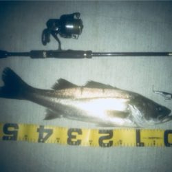 いつものドブ川でベイトつきシーバス！