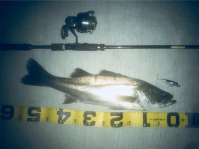 いつものドブ川でベイトつきシーバス！