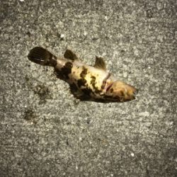 まだだ まだ終わらんよメバリング