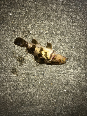 まだだ まだ終わらんよメバリング