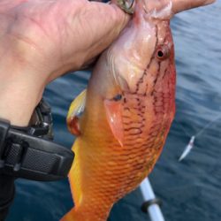 ロックフィッシュ♪