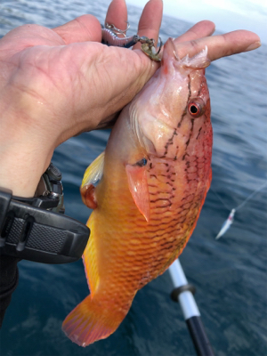 ロックフィッシュ♪