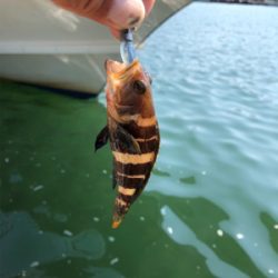 親父たちの釣行 第5弾 舞鶴編