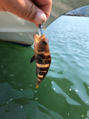親父たちの釣行 第5弾 舞鶴編