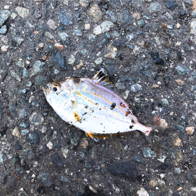 先日の大雨の影響がまだ…